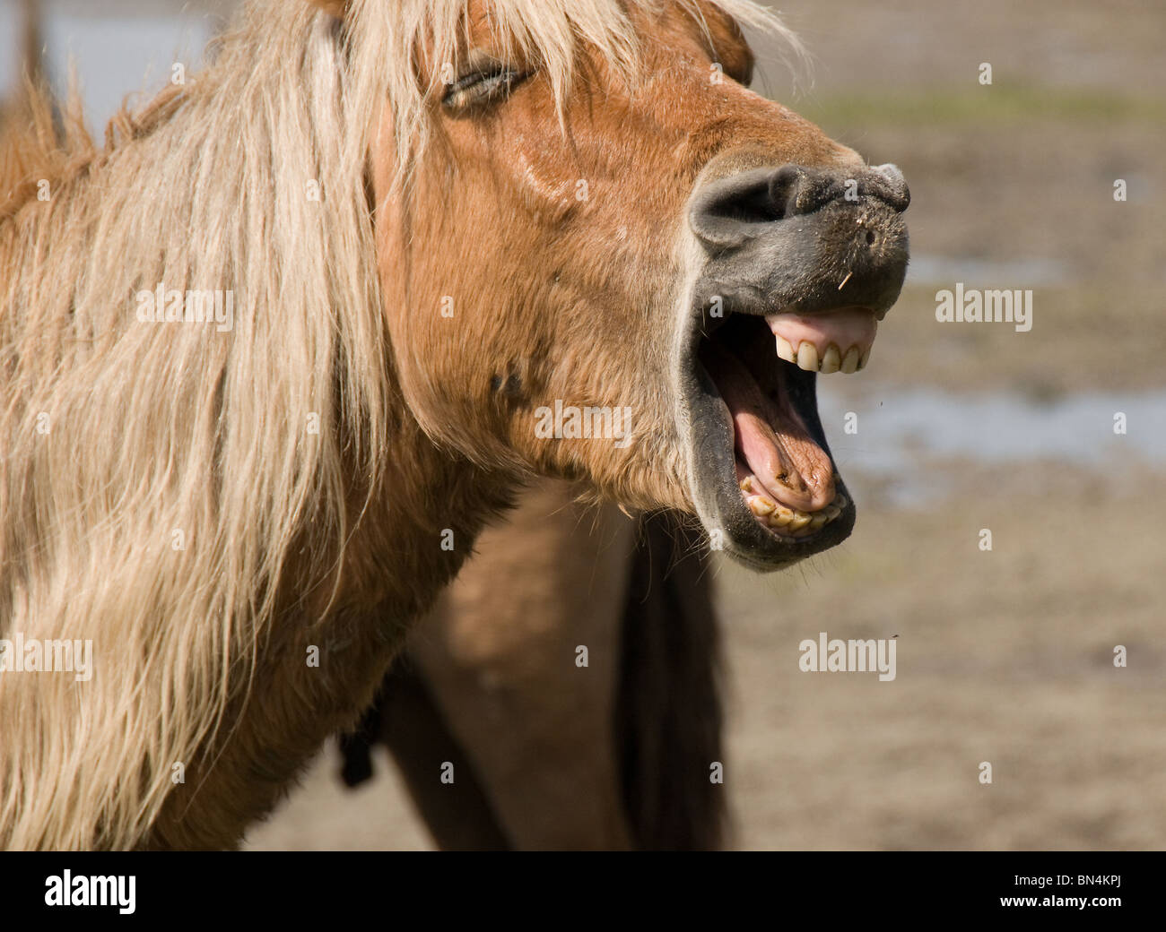 Wilde Pferde hautnah von Mund, Zähnen und Zunge. North Carolina Stockfoto