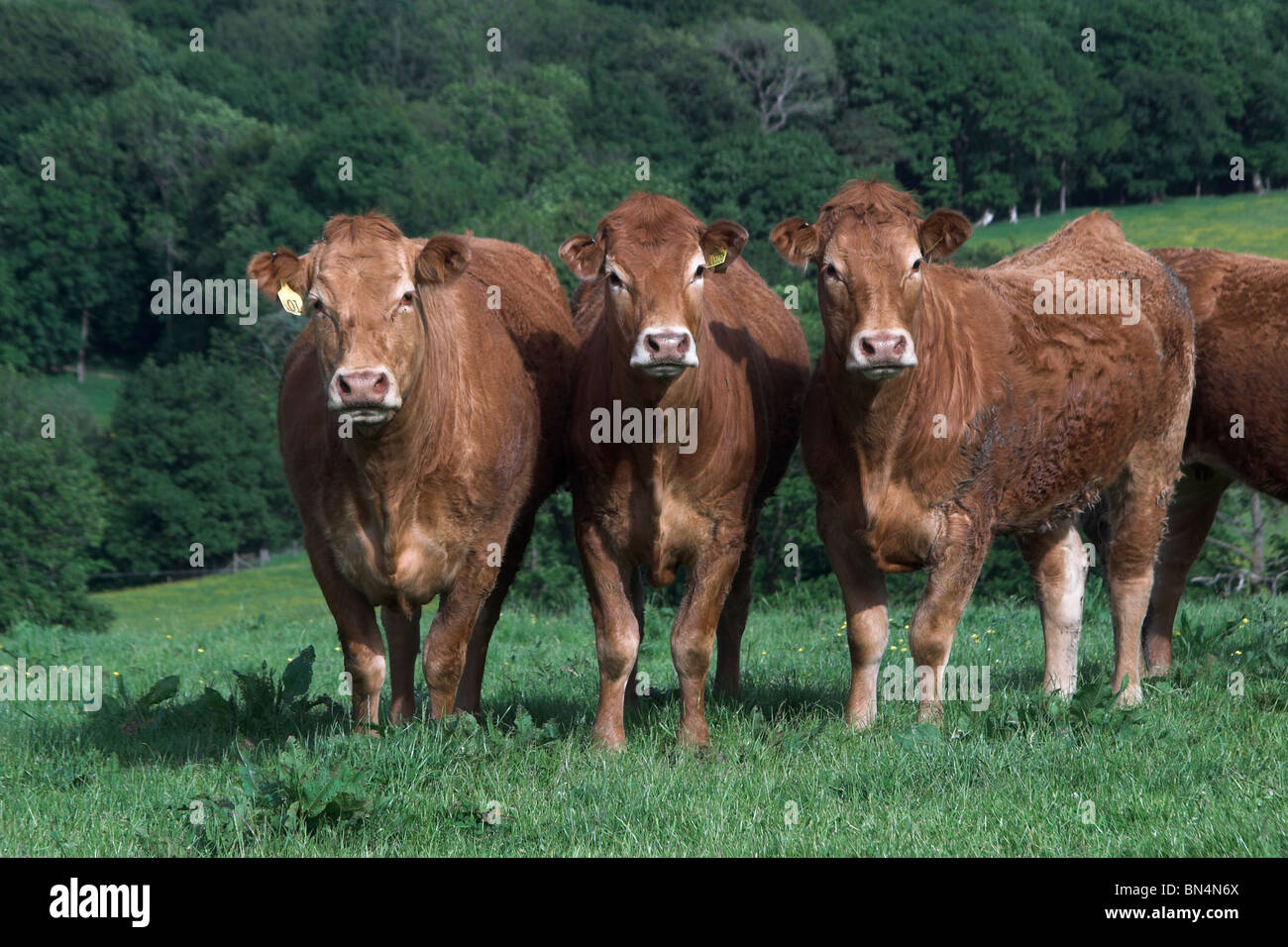 Kühe im Feld stehen. Wales. UK Stockfoto