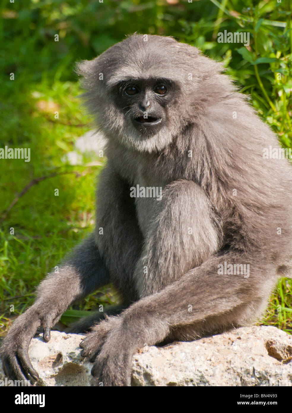 Grauer gibbon Stockfoto