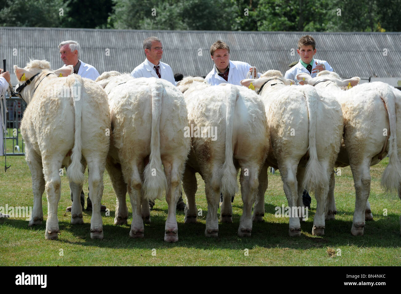 Charolais-Rinder bei der Beurteilung von Ring in Shropshire County Show Stockfoto