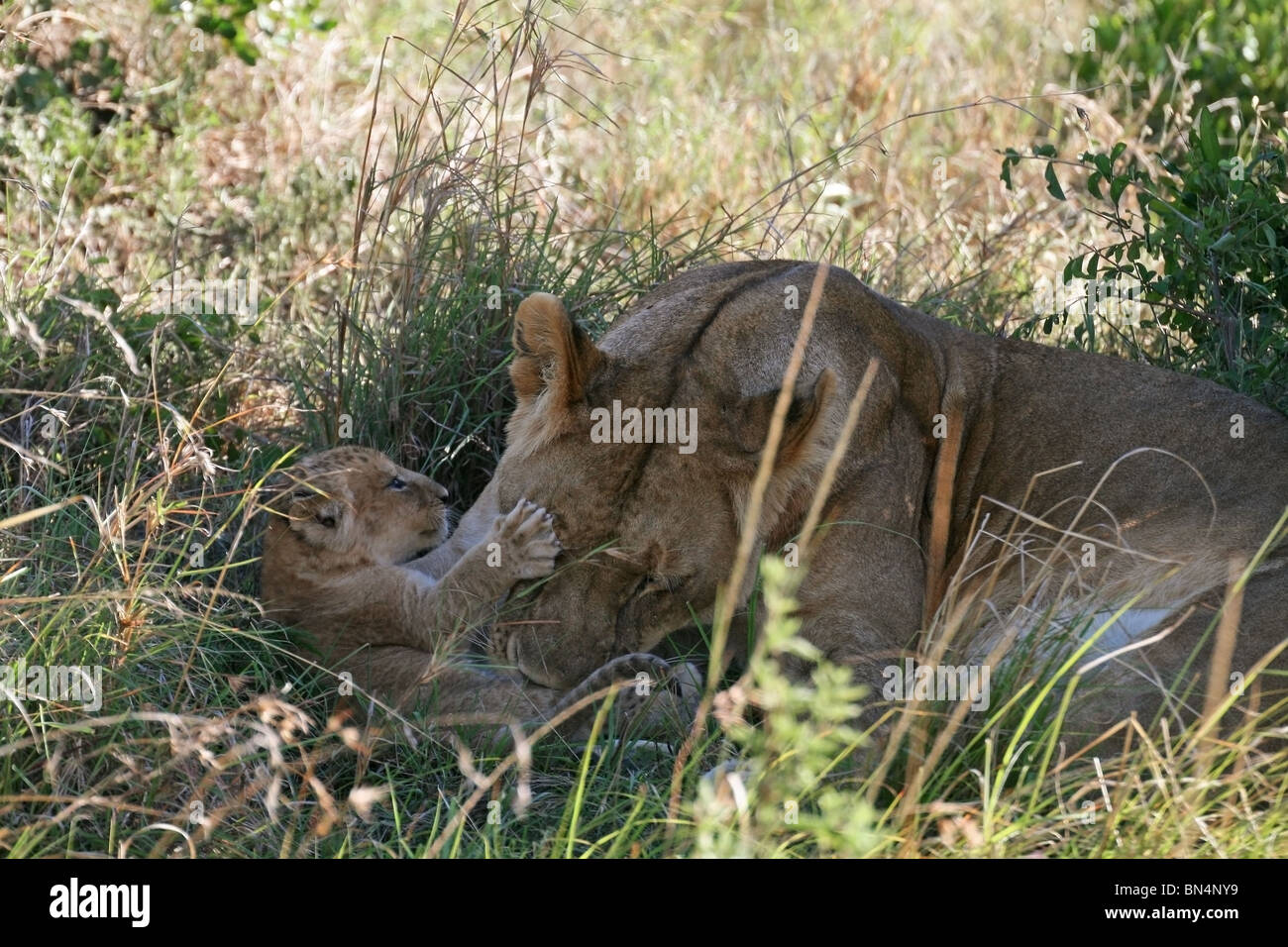 Lion Cub spielt mit Mutter in Masai Mara Game Reserve, Kenia, Ostafrika Stockfoto