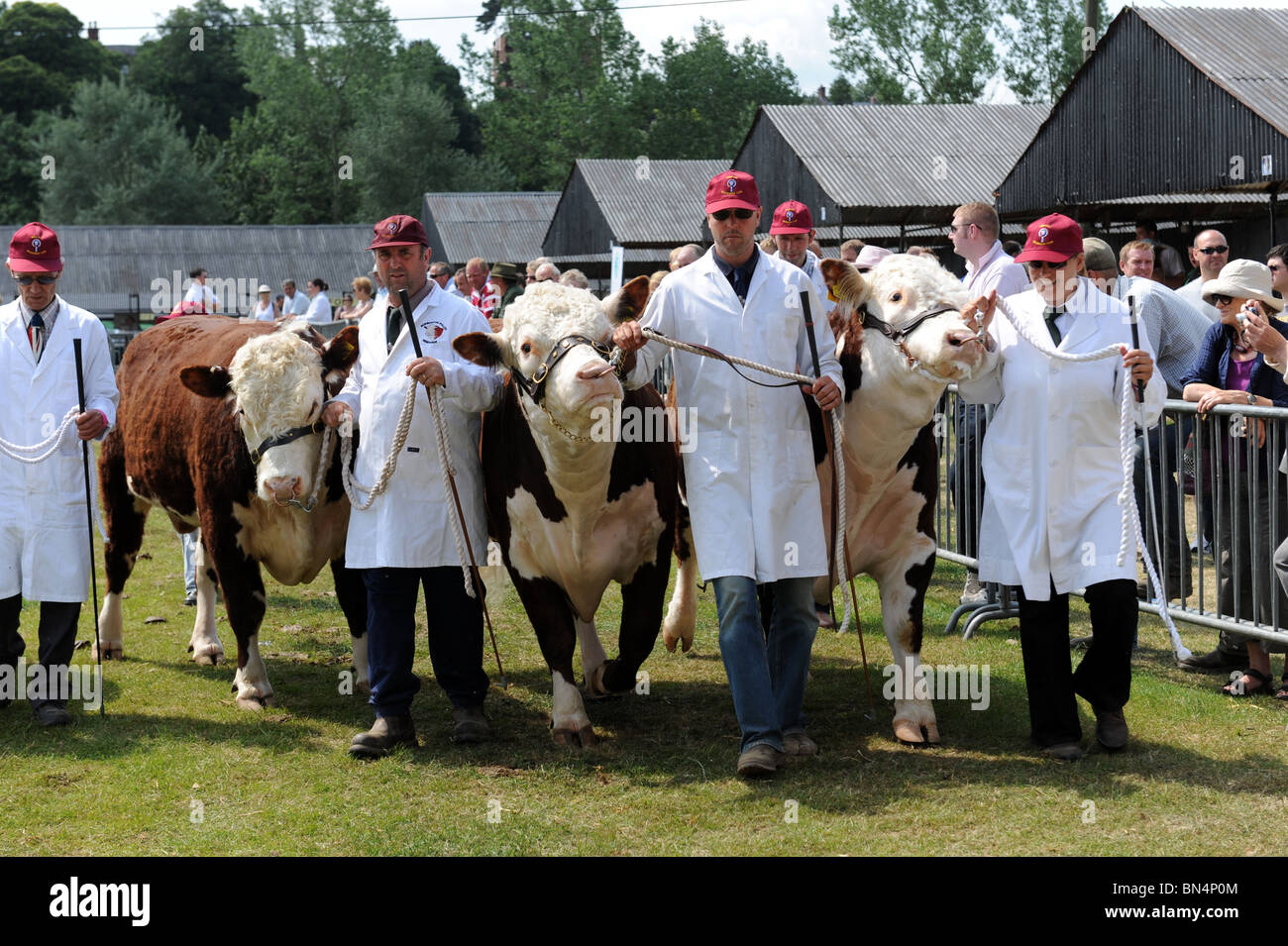 Hereford-Rinder Shropshire County Show Stockfoto