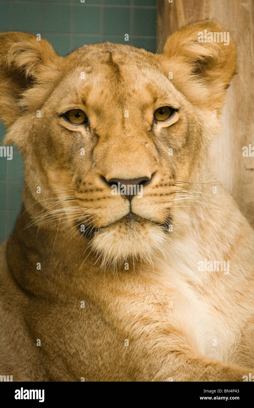 Löwe im Zoo Berlin, Deutschland. Stockfoto
