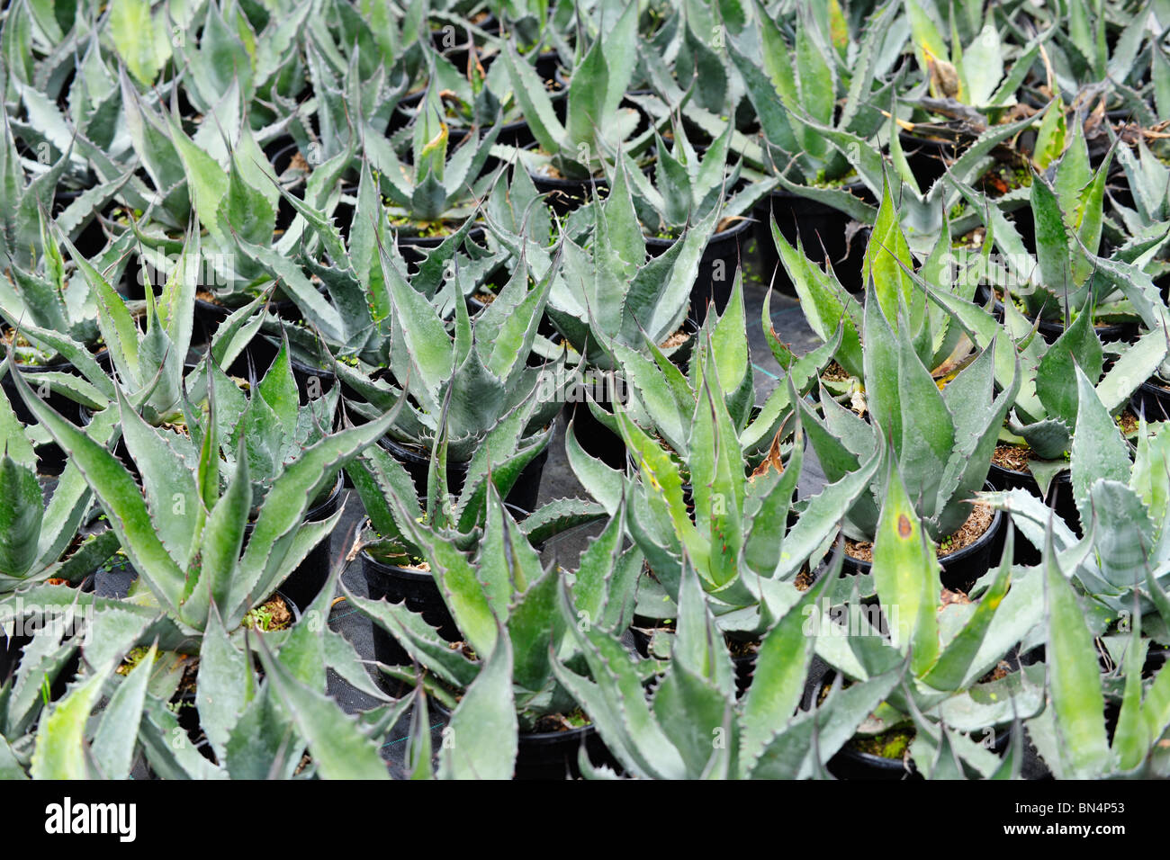 Junge aloe vera pflanzen -Fotos und -Bildmaterial in hoher Auflsung  Alamy