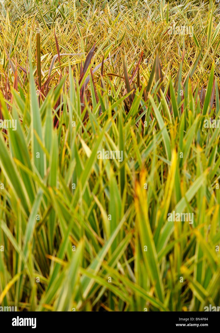Ziergras im Gewächshaus wachsen Stockfoto