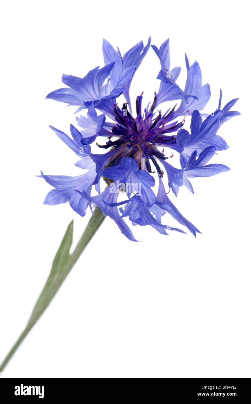 Objekt auf weiß - blaue Kornblume Nahaufnahme Blumen Stockfoto