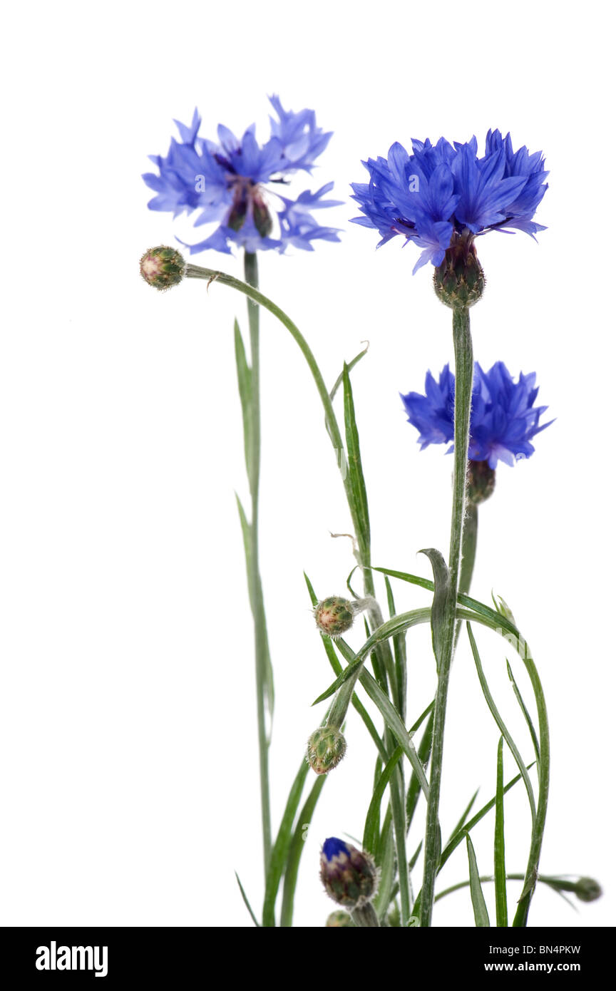 Objekt auf weiß - blaue Kornblume Nahaufnahme Blumen Stockfoto