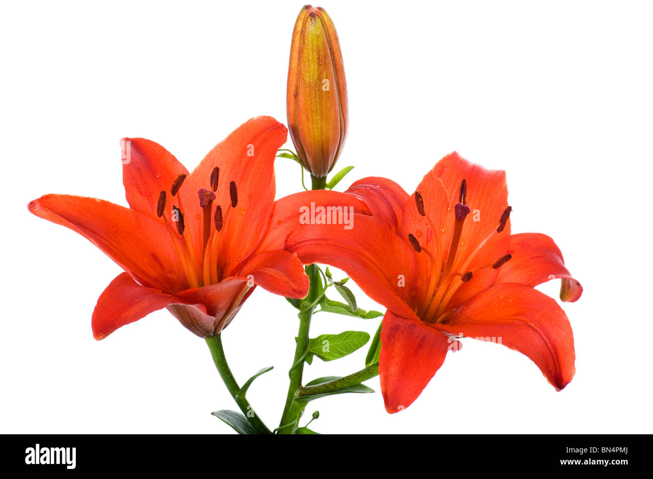 Objekt auf weiß - Blumen Lilie hautnah Stockfoto