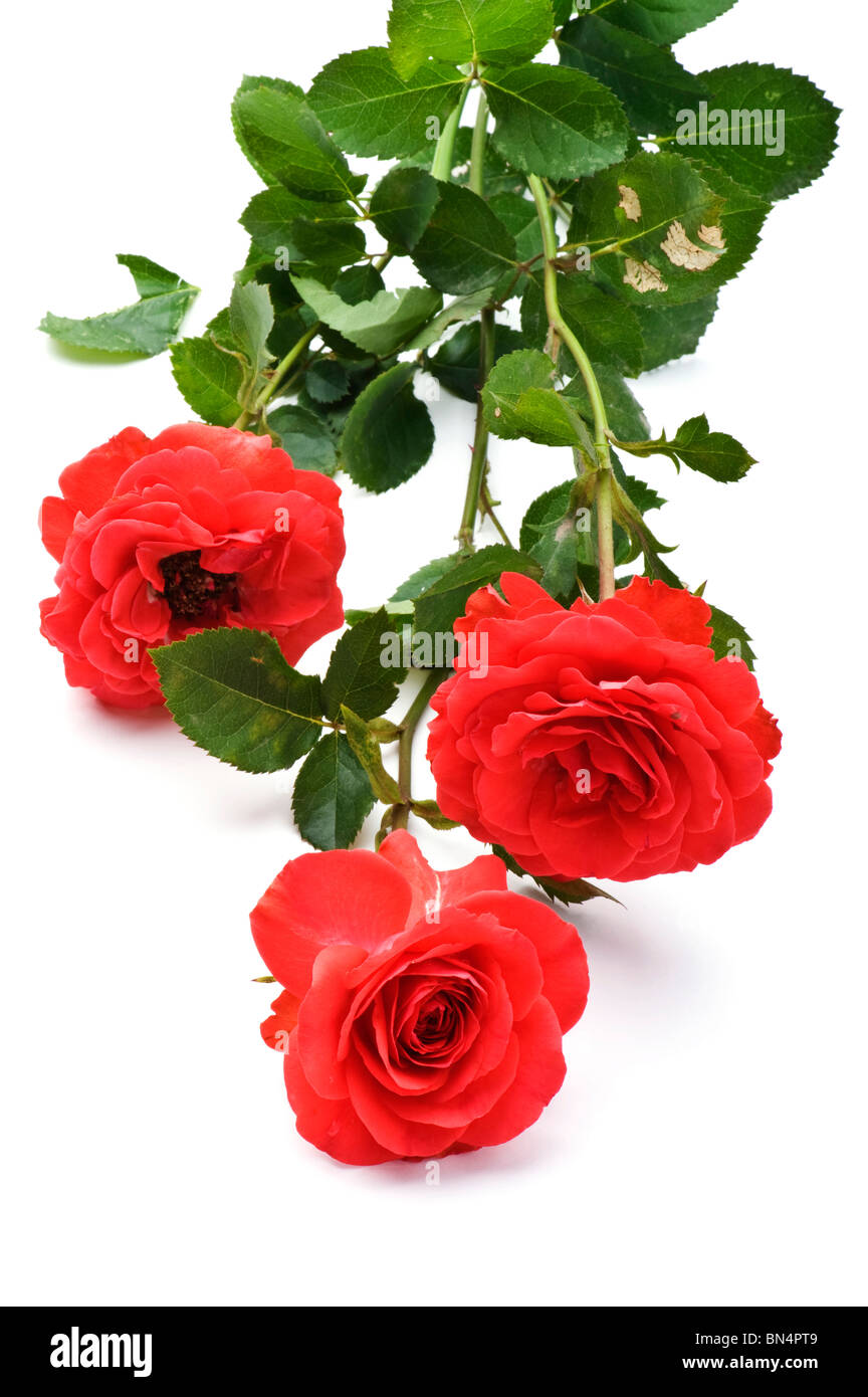 Objekt auf weiß - Blumen rose Nahaufnahme Stockfoto