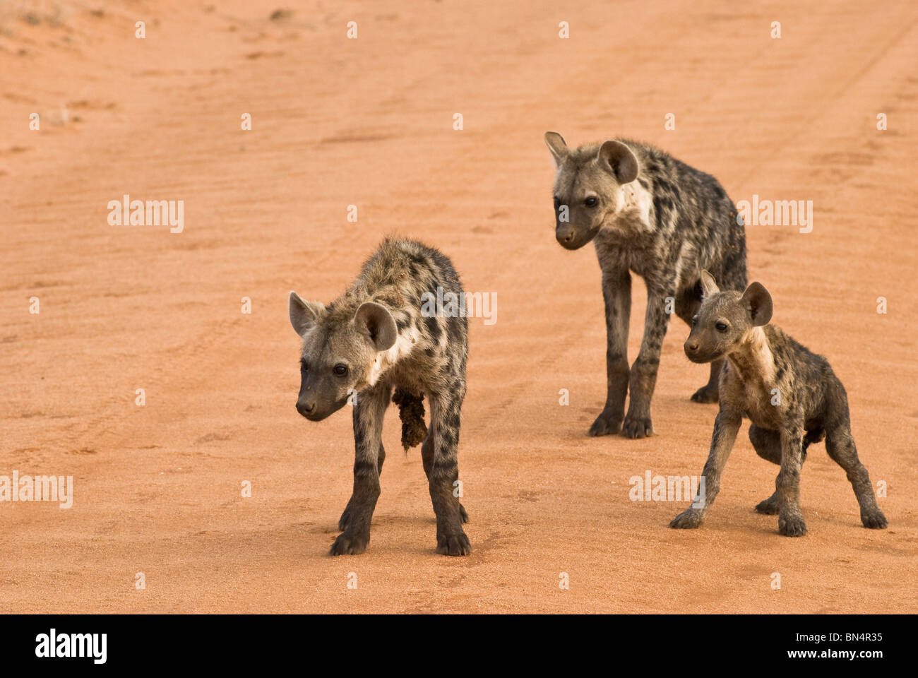 Spotted Hyänen (Crocuta Crocuta) - drei Hyäne jungen stehen auf Straße - Juli, Tsavo East Nationalpark, Kenia, Ostafrika Stockfoto