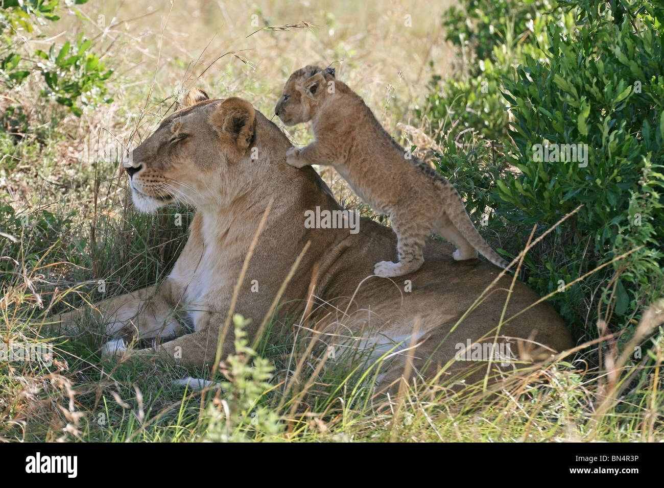 Lion Cub spielt mit Mutter in Masai Mara Game Reserve, Kenia, Ostafrika Stockfoto