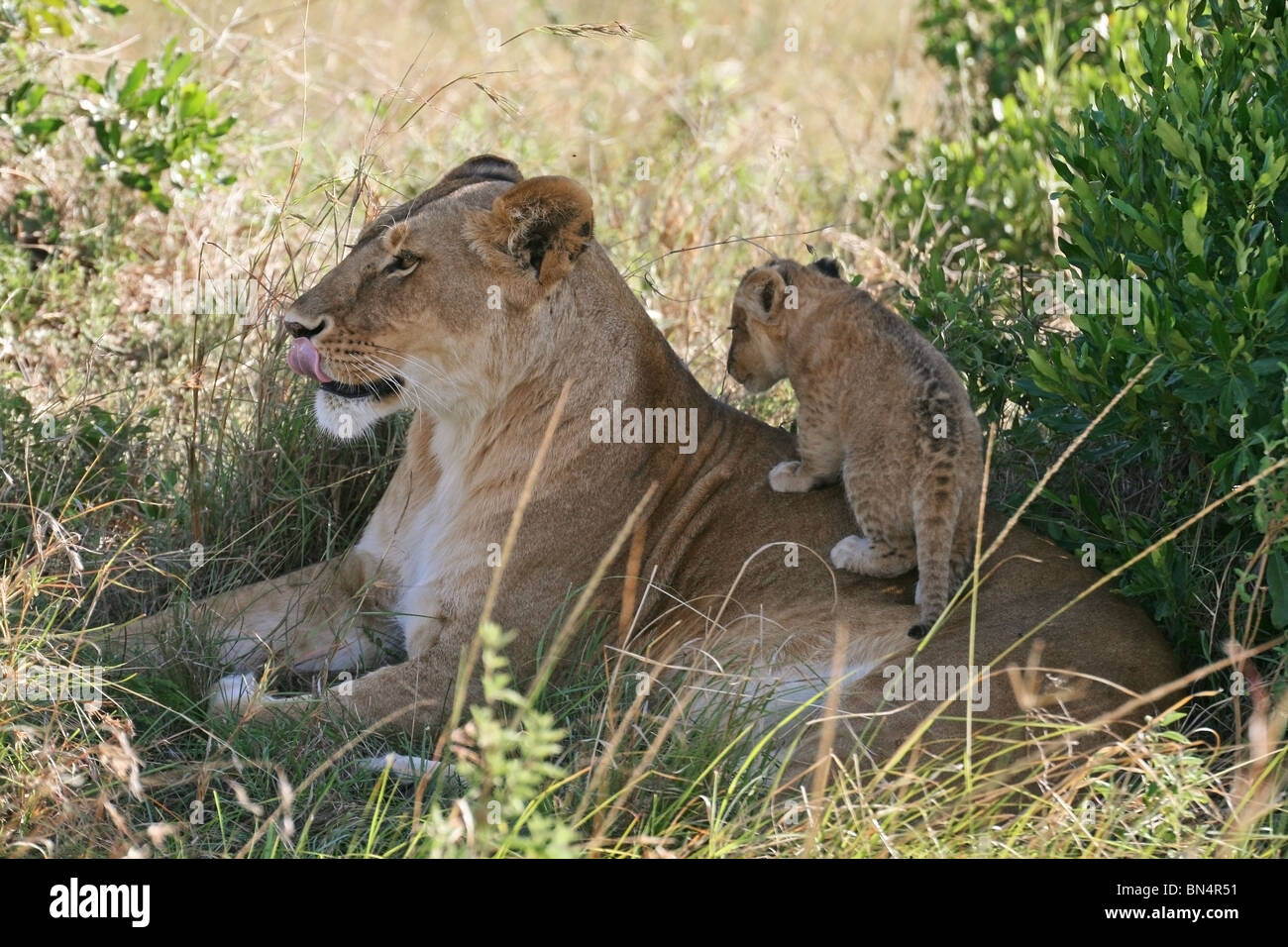 Lion Cub spielt mit Mutter in Masai Mara Game Reserve, Kenia, Ostafrika Stockfoto