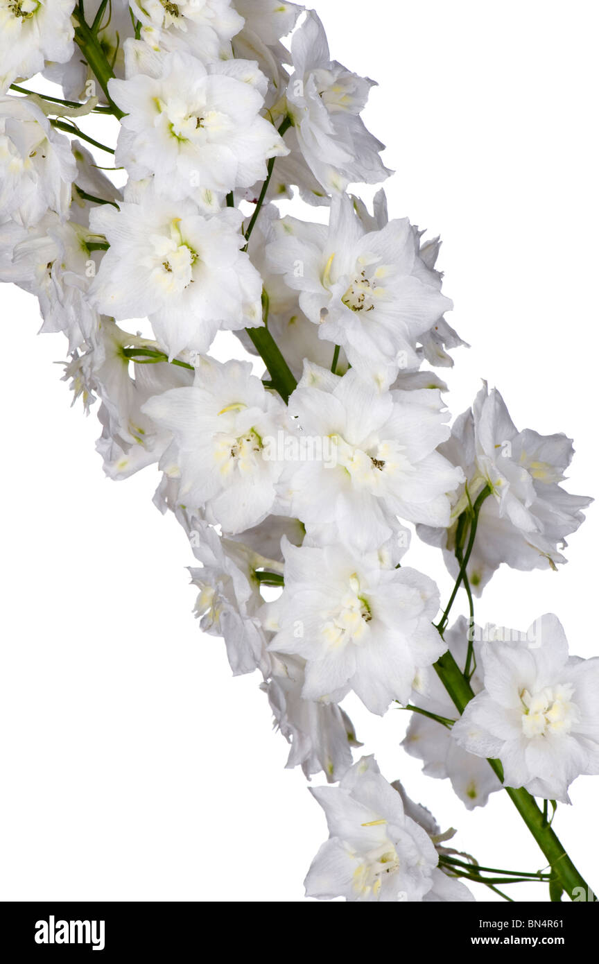 Objekt auf weiß - Garten Blumen schließen sich Stockfoto