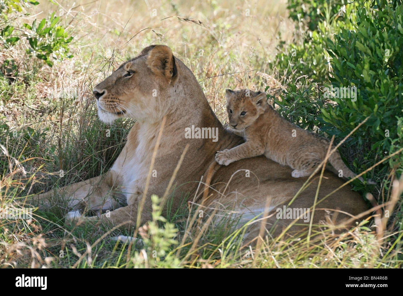 Lion Cub spielt mit Mutter in Masai Mara Game Reserve, Kenia, Ostafrika Stockfoto