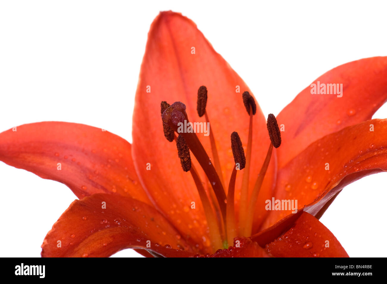 Objekt auf weiß - Blumen Lilie hautnah Stockfoto