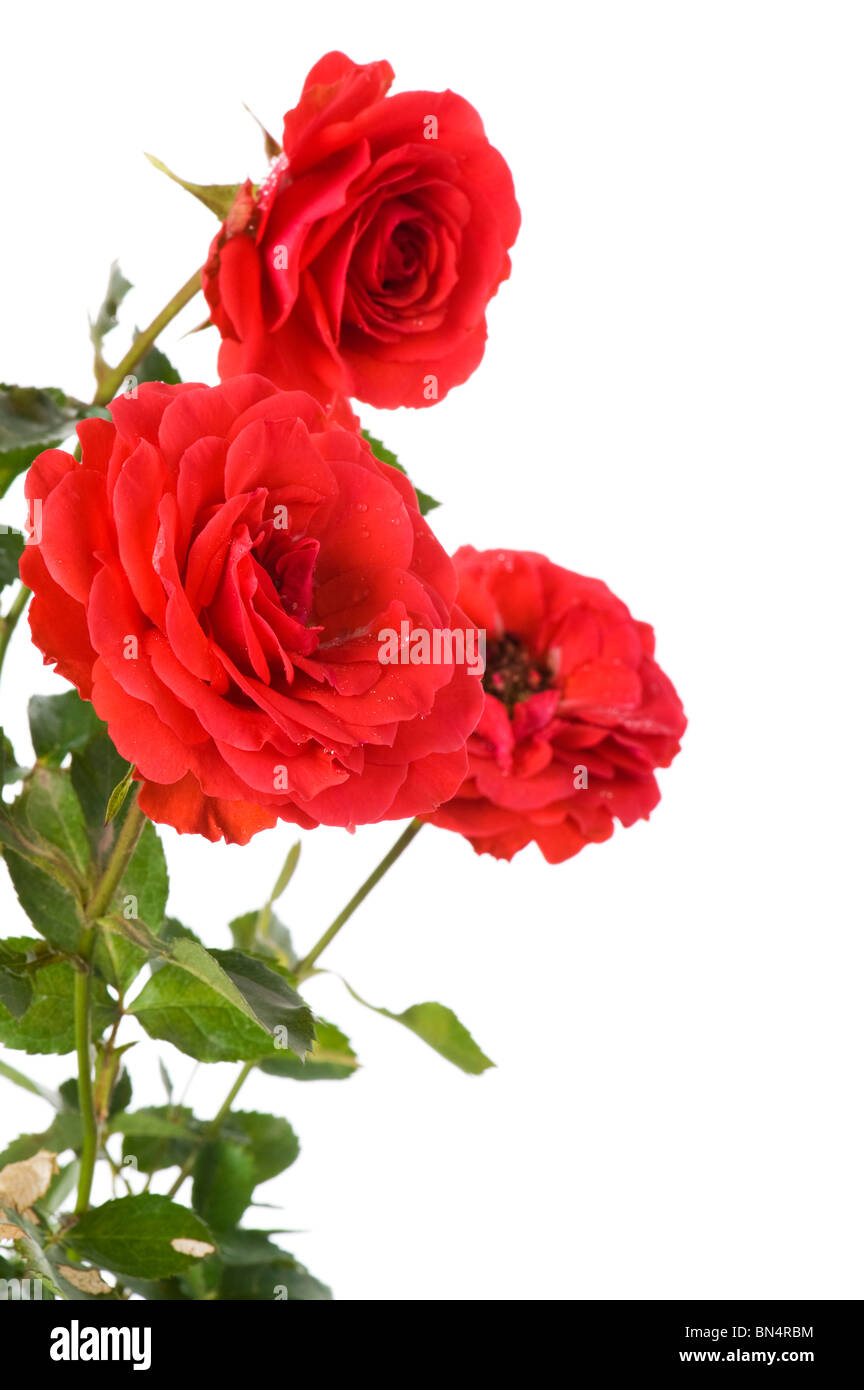 Objekt auf weiß - Blumen rose Nahaufnahme Stockfoto