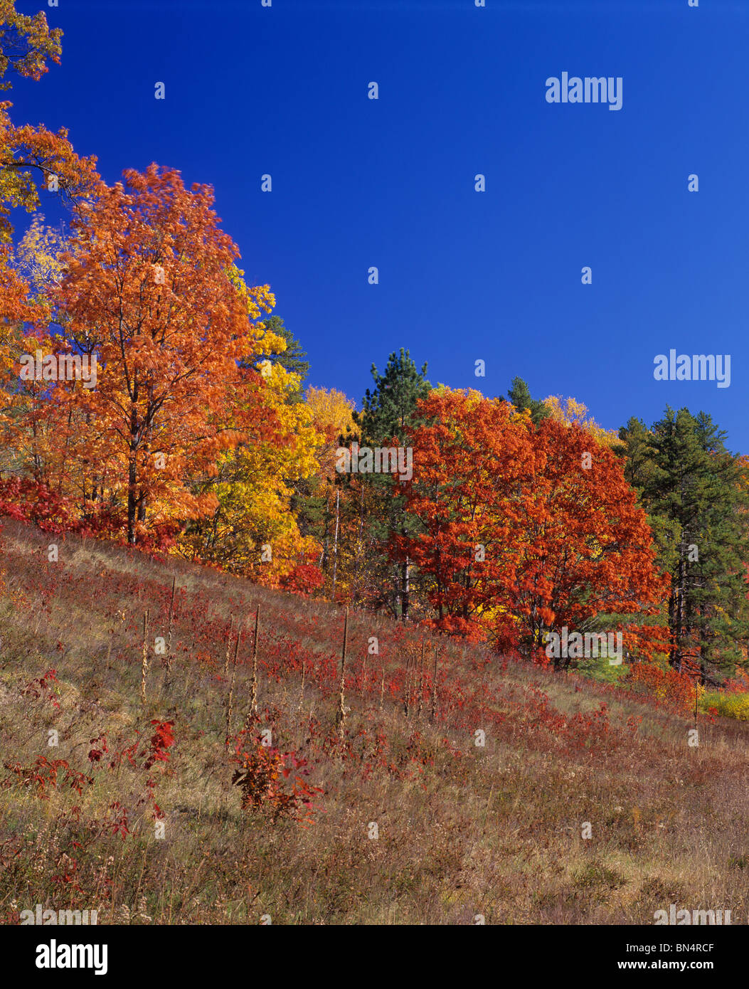 Nördlichen Hochland American Legion State Forest, Vilas County, WI Stockfoto