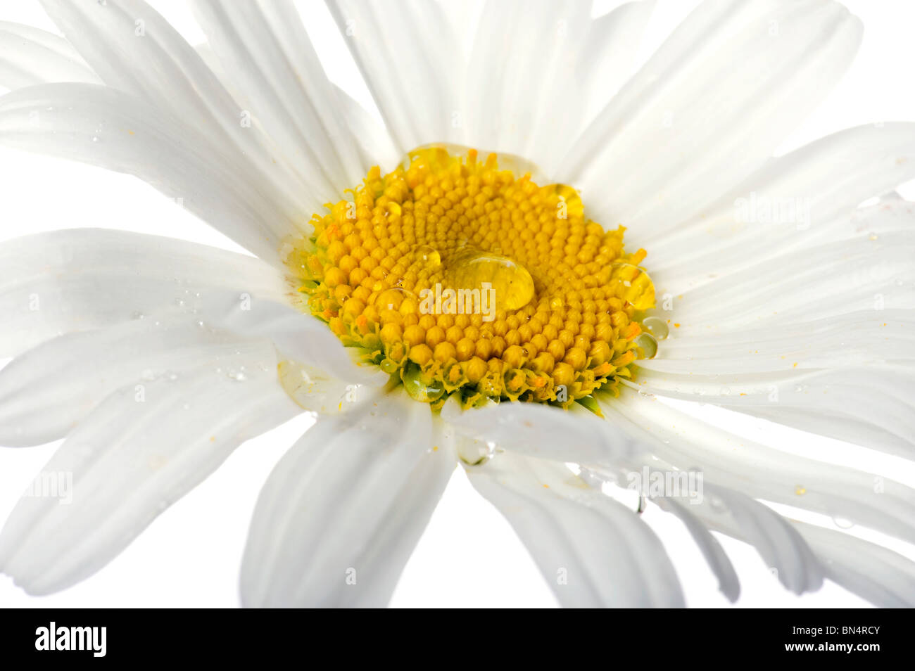 Objekt auf weiß - Blumen Kamille hautnah Stockfoto