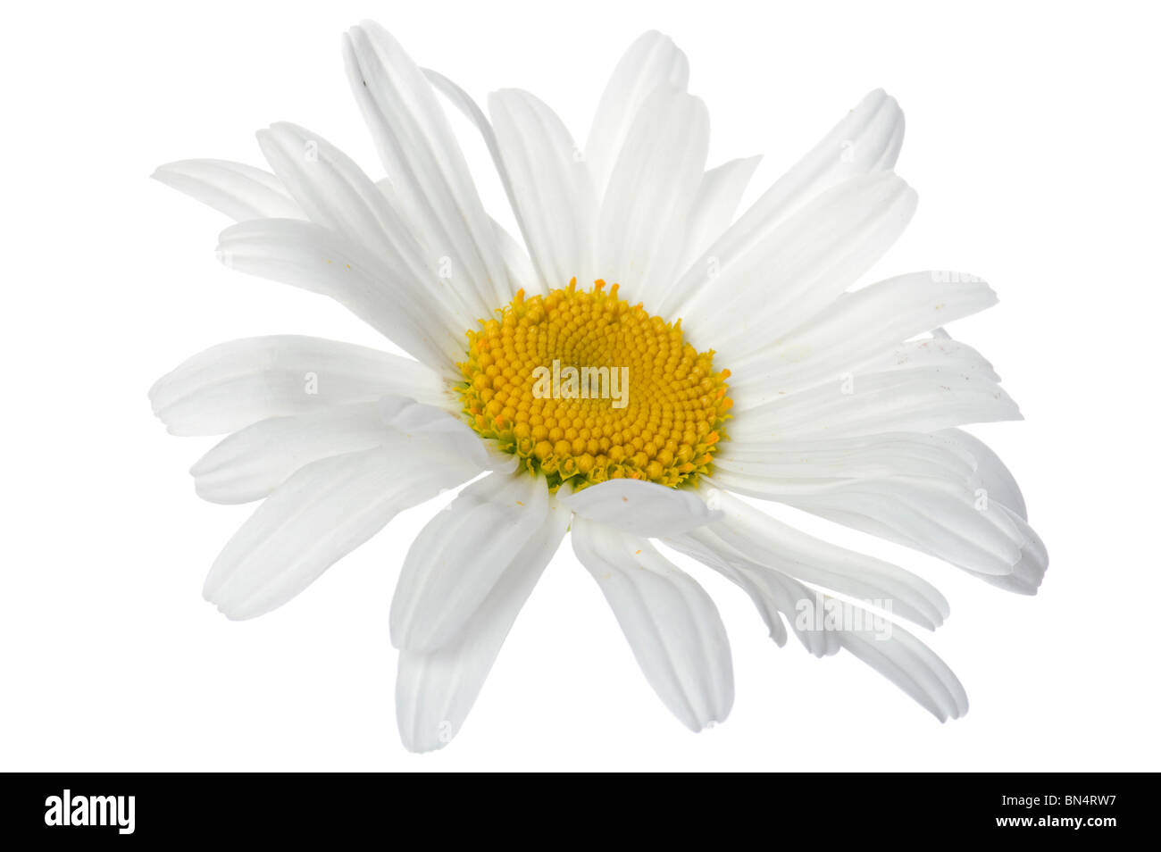 Objekt auf weiß - Blumen Kamille hautnah Stockfoto
