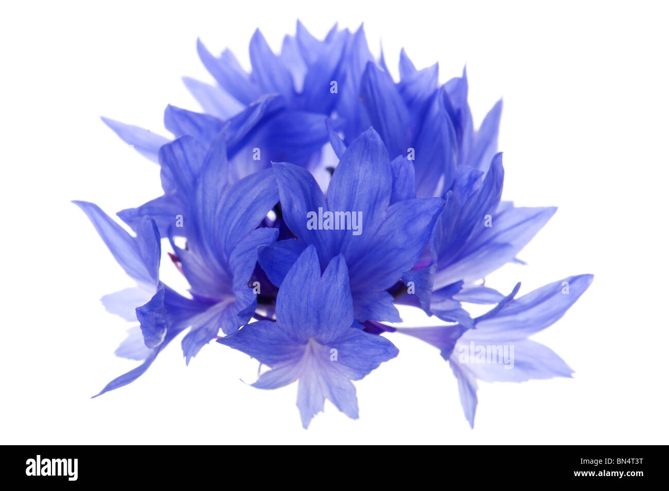 Objekt auf weiß - blaue Kornblume Nahaufnahme Blumen Stockfoto