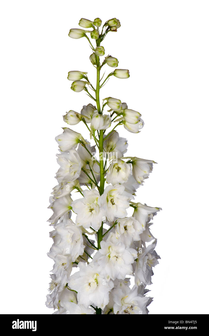 Objekt auf weiß - Garten Blumen schließen sich Stockfoto