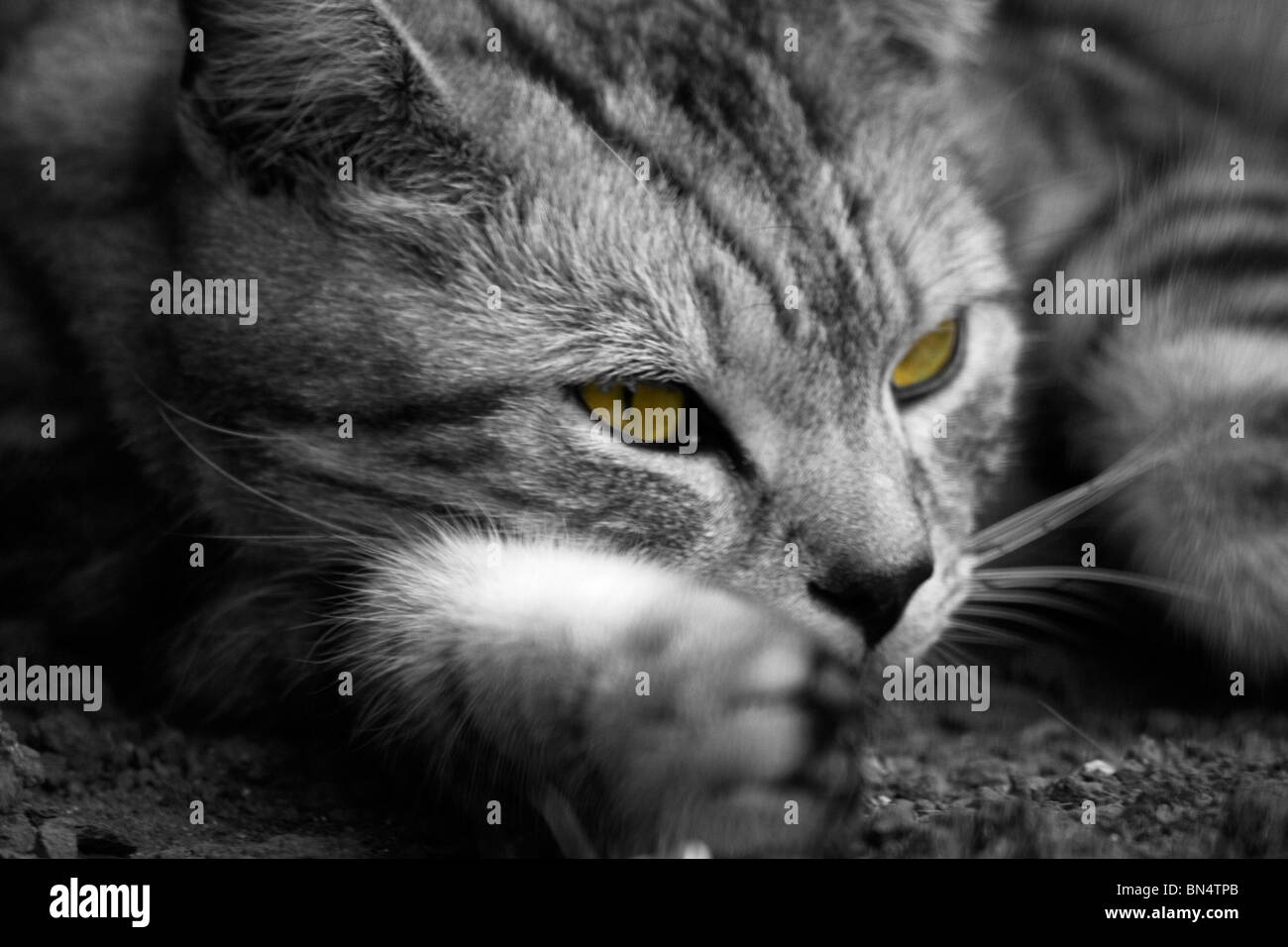Ein Porträtfoto einer Silber-Tabby-Katze Stockfoto