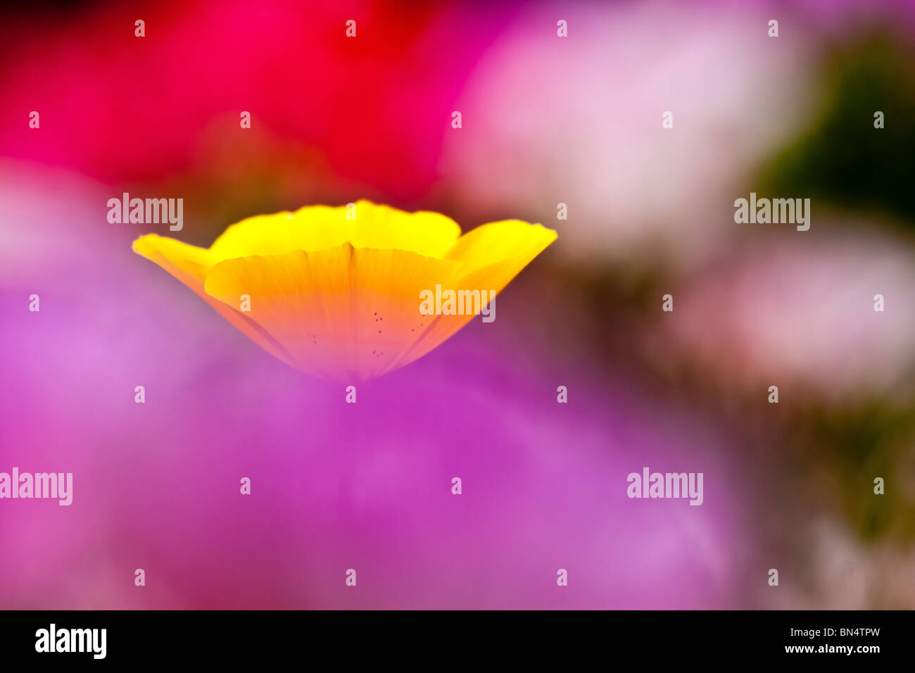 Kalifornien, Mohn, Mohn, Blüte, Frühling Stockfoto