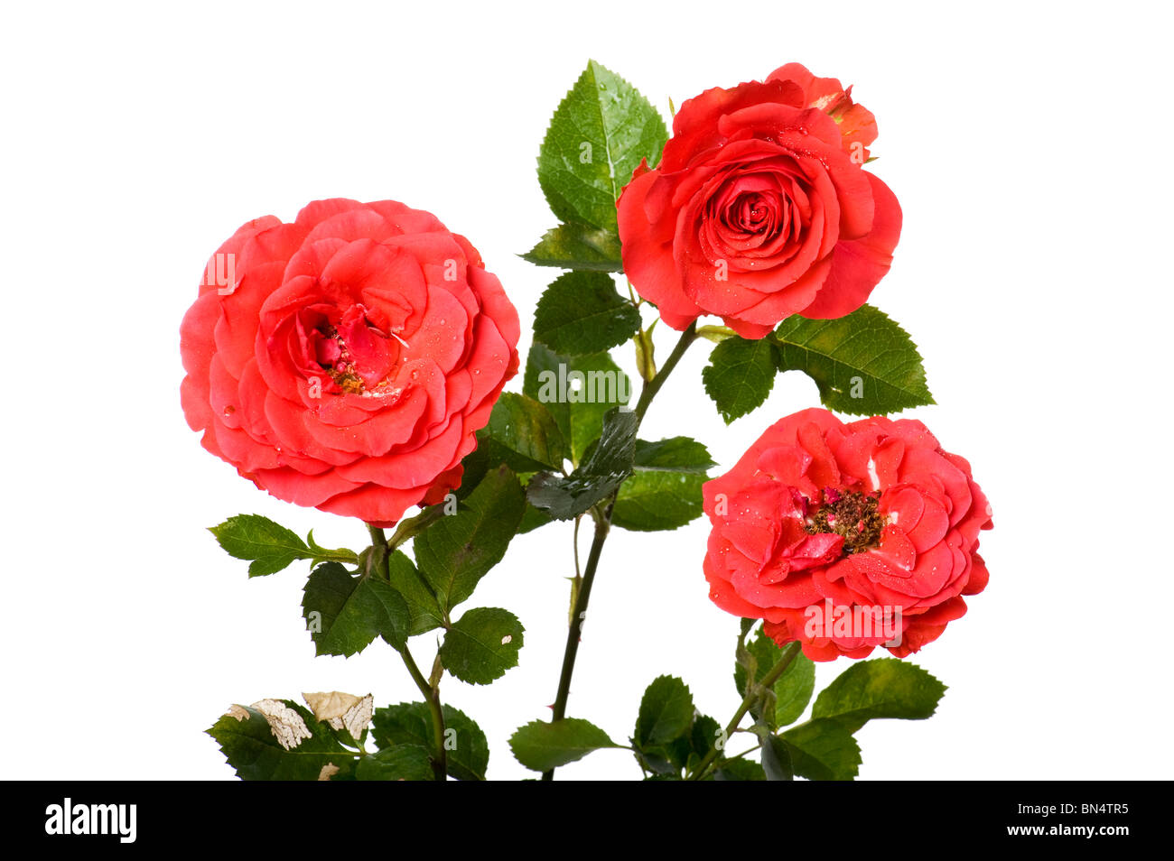 Objekt auf weiß - Blumen rose Nahaufnahme Stockfoto