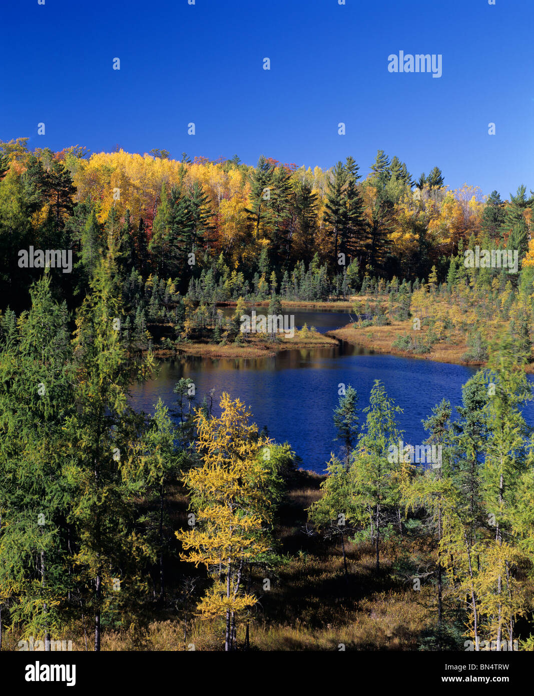 Vilas County, WI: Open Stand von Tamarack (Larix Laricina) in den sumpfigen Rand zwei Teiche in der Nähe von Mud Creek Stockfoto