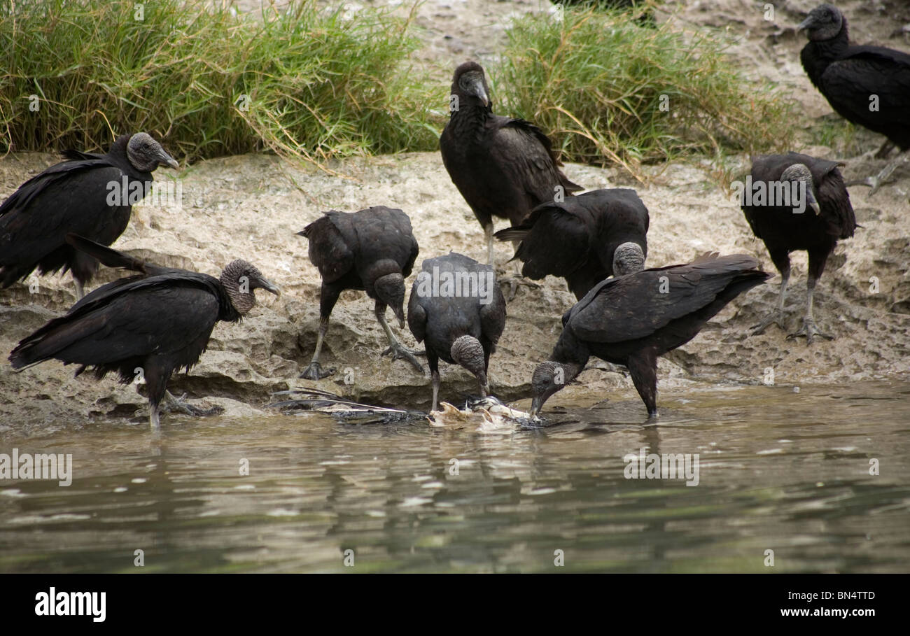 Bussarde Essen einen Vogel im Sumidero Canyon in Tuxla Gutiérrez, Chiapas, Mexiko Stockfoto