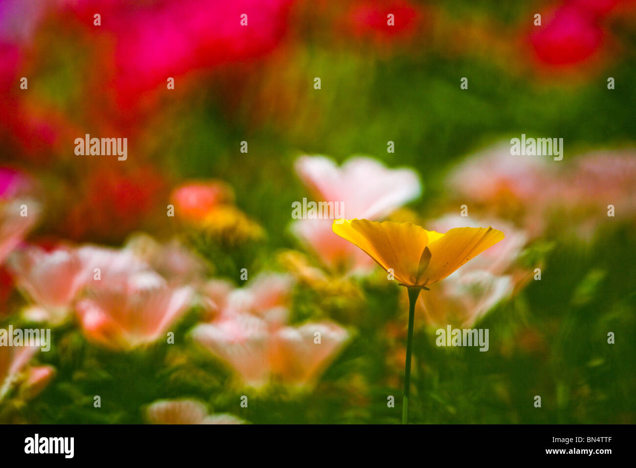 Kalifornien, Mohn, Mohn, Blüte, Frühling Stockfoto