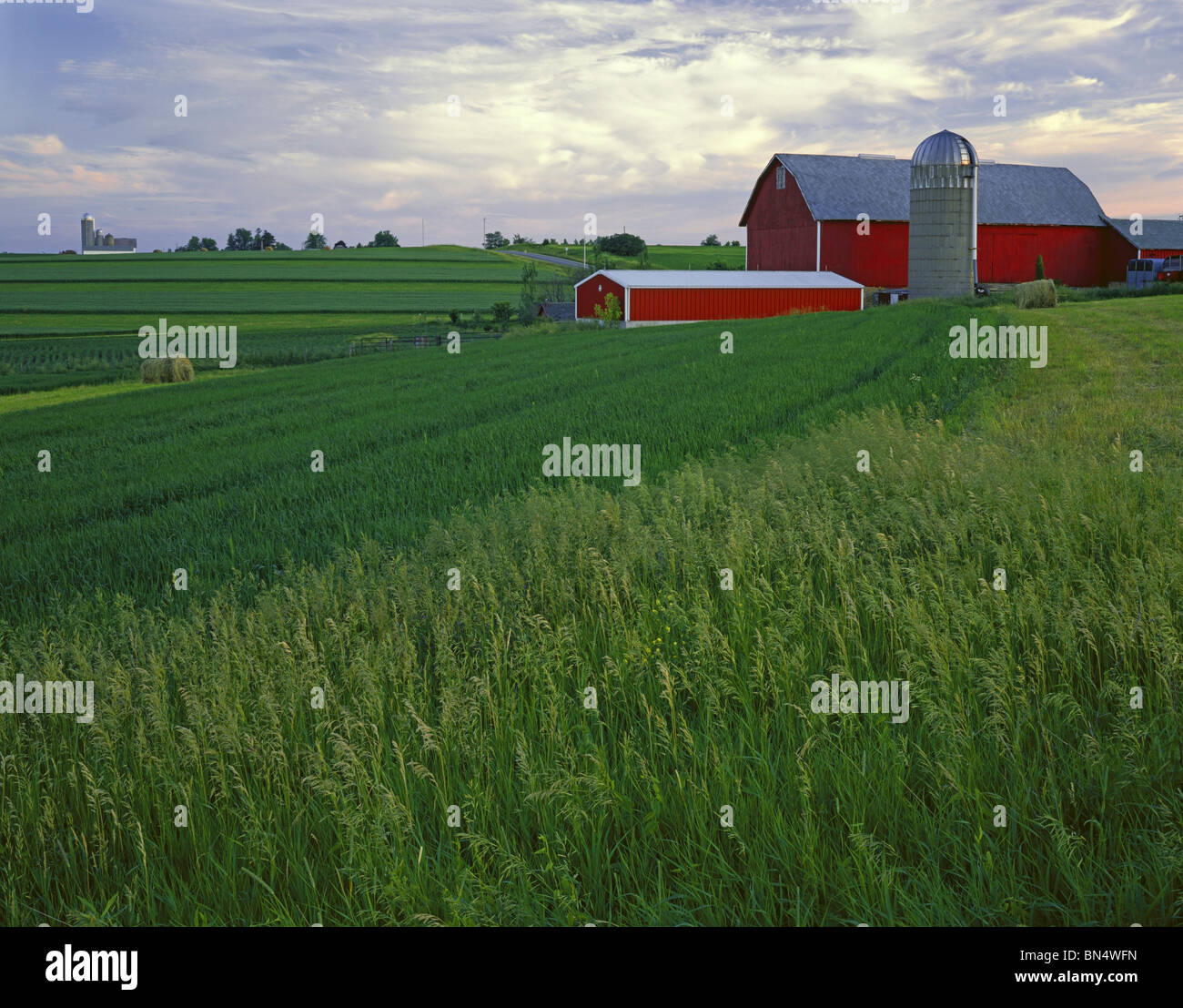 Iowa County, Wisconsin Abendlicht auf Sommer Felder und rote Scheune auf Pleasant Ridge Stockfoto