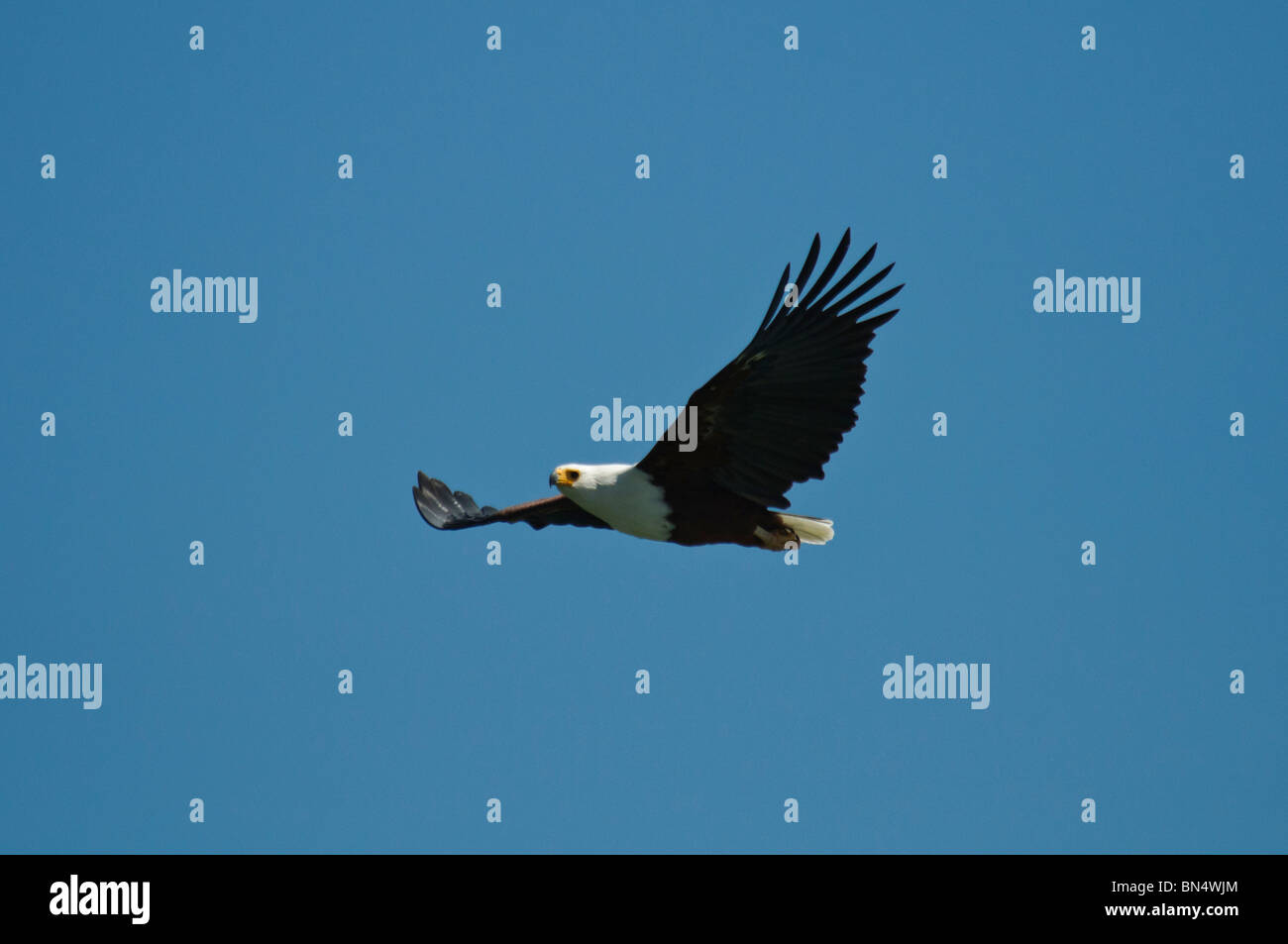 Afrikanischer Fisch Adler Haliaeetus Vocifer im Flug Stockfoto