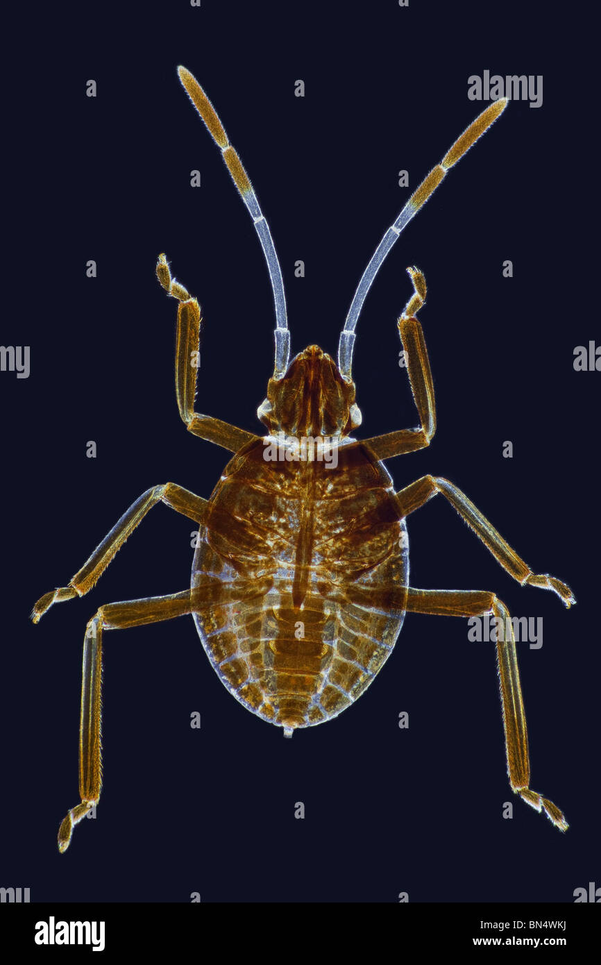 Dunkelfeld Mikrophotographie von Gum Tree Schild Bug - Theseus SP (Instar). Stockfoto