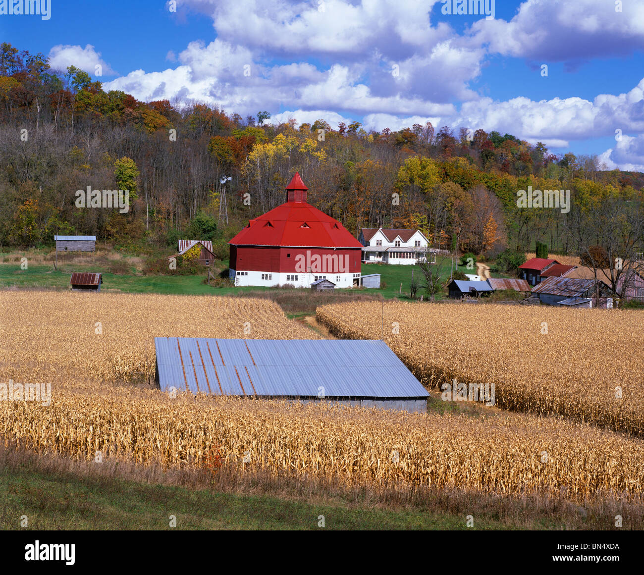 Pepin County, Wisconsin Reife Kornfelder mit achteckigen roten und weißen Scheune und Bauernhaus liegt in einem bewaldeten Tal Stockfoto