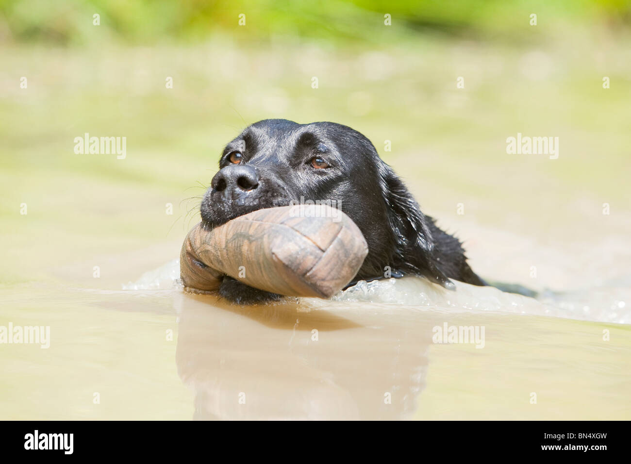Schwarzer labrador retriever schwimmen Fotos und Bildmaterial in