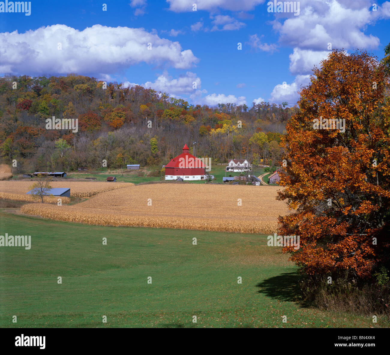 Pepin County, Wisconsin Reife Kornfelder mit achteckigen roten und weißen Scheune und Bauernhaus liegt in einem bewaldeten Tal Stockfoto