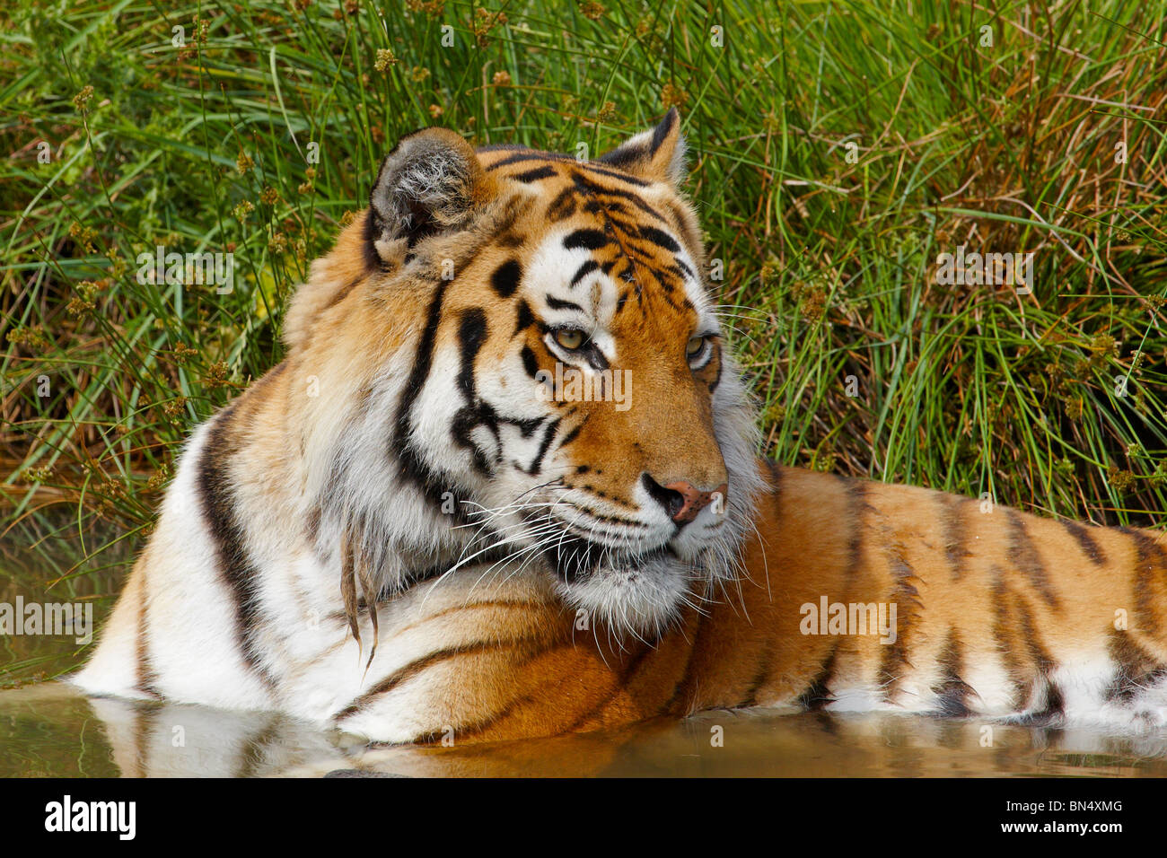 Close-up Portrait eines sibirischen Tigers nehmen eine Erfrischung im Wasser Stockfoto