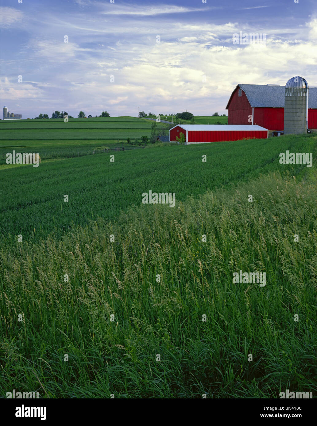 Iowa County, Wisconsin Abendlicht auf Sommer Felder und rote Scheune auf Pleasant Ridge Stockfoto