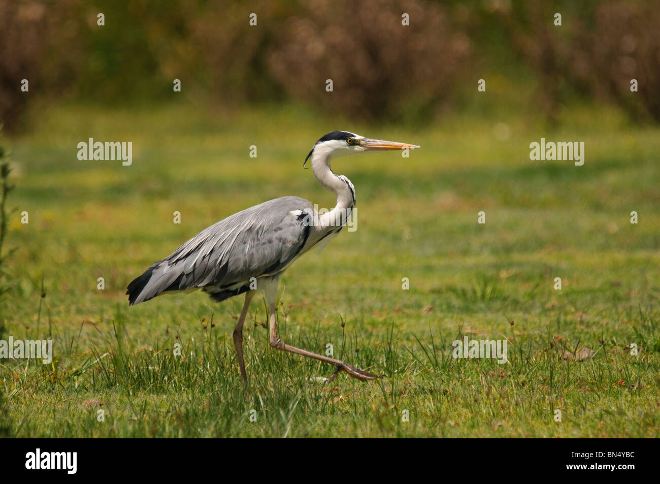 Grey Heron Ardea Cinerea waten in nassem Rasen Stockfoto