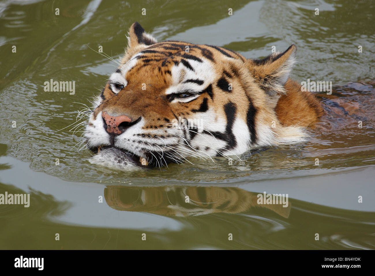 Close-up Portrait von Baden Sibirischer Tiger Stockfoto
