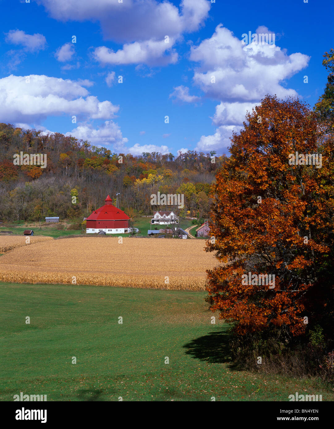 Pepin County, Wisconsin: Reife Kornfelder mit achteckigen roten und weißen Scheune und Bauernhaus liegt in einem bewaldeten Tal Stockfoto