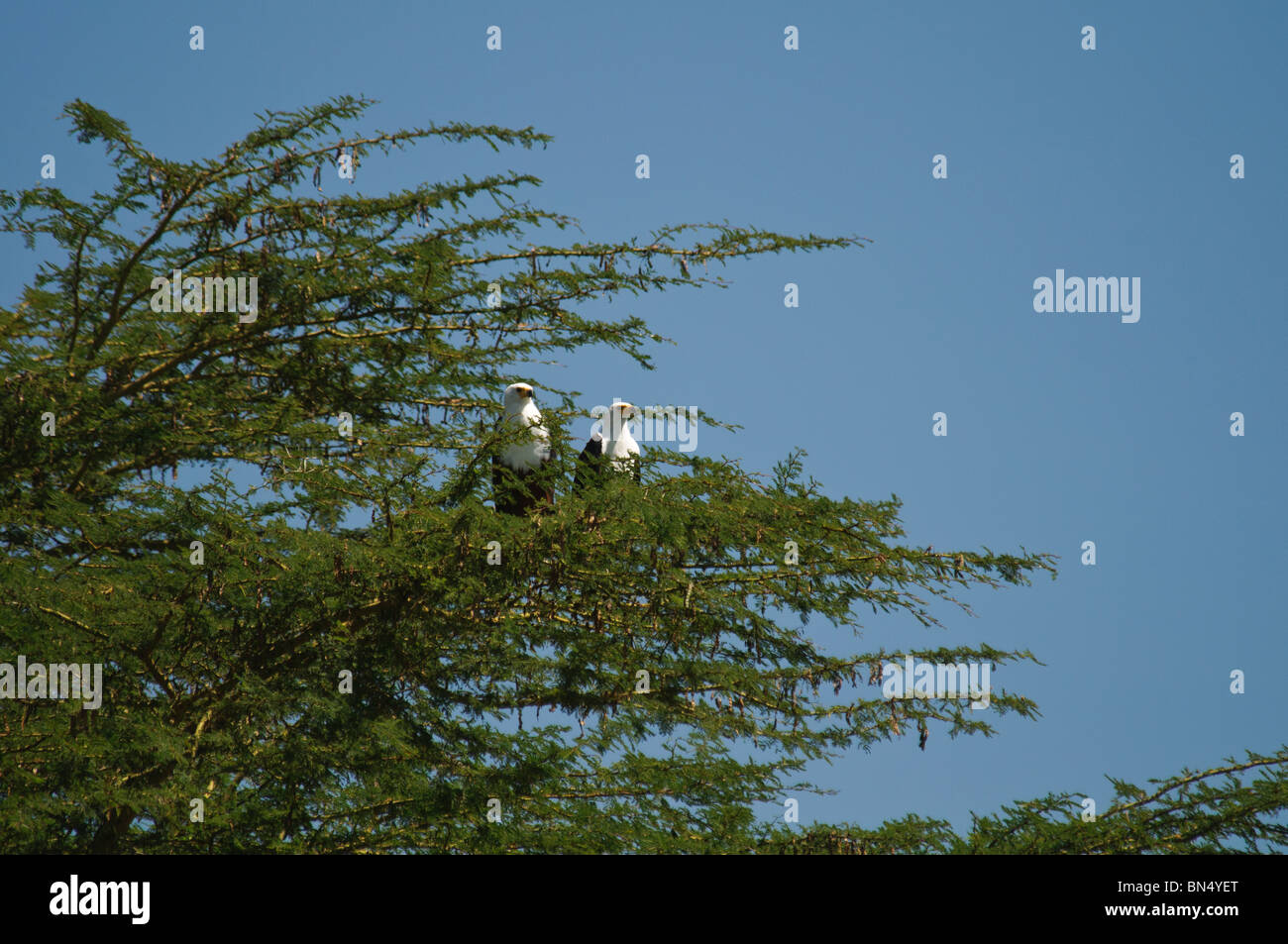 Paar der afrikanischen Fisch Adler Haliaeetus Vocifer in einem Baum Stockfoto