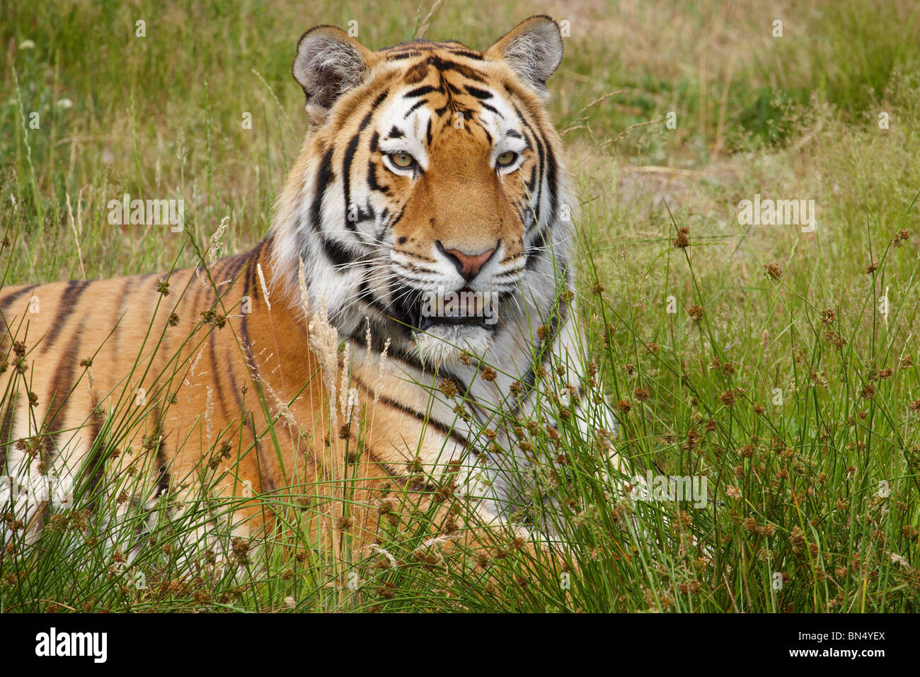 Close-up Portrait eines sibirischen Tigers Verlegung in ein Feld hohem Gras Stockfoto