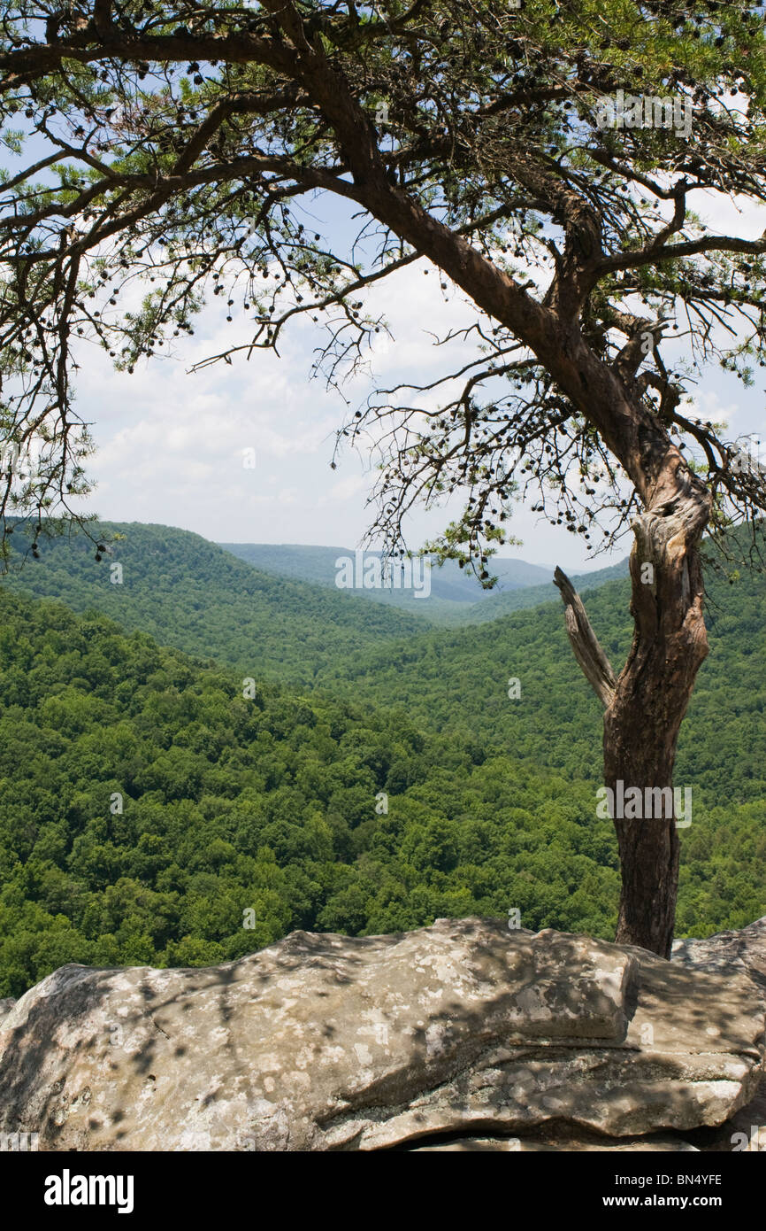 Scheuern Sie immergrüne Kiefer wächst auf Felsen über der Schlucht am Bussarde Roost, Fall Creek Falls State Park, Tennessee Stockfoto