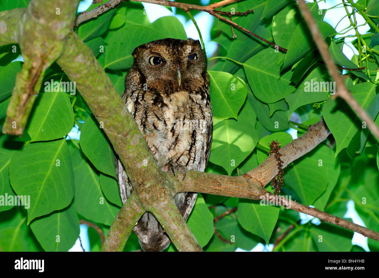 Eine östliche Käuzchen auf einem Baum. Texas, USA. Stockfoto
