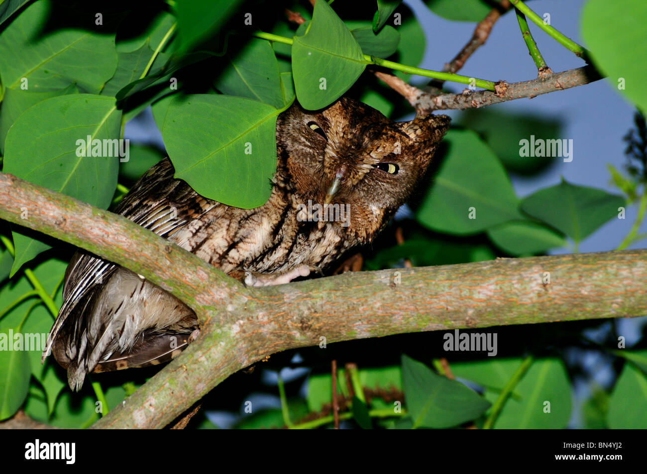 Eine östliche Käuzchen auf einem Baum. Texas, USA. Stockfoto