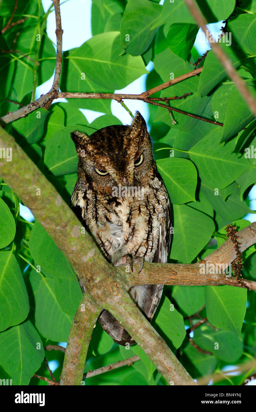 Eine östliche Käuzchen auf einem Baum. Texas, USA. Stockfoto