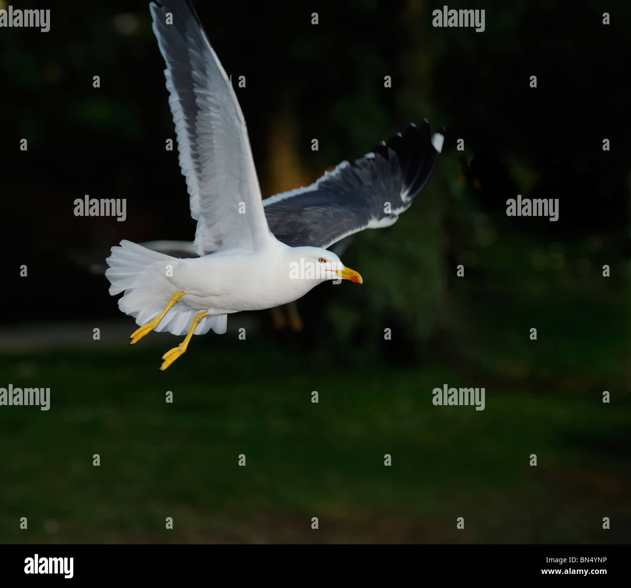 Erwachsenen weniger Black-backed Gull (Larus Fuscus) schweben im kleinen Wald von Oosterpark Amsterdam Stockfoto