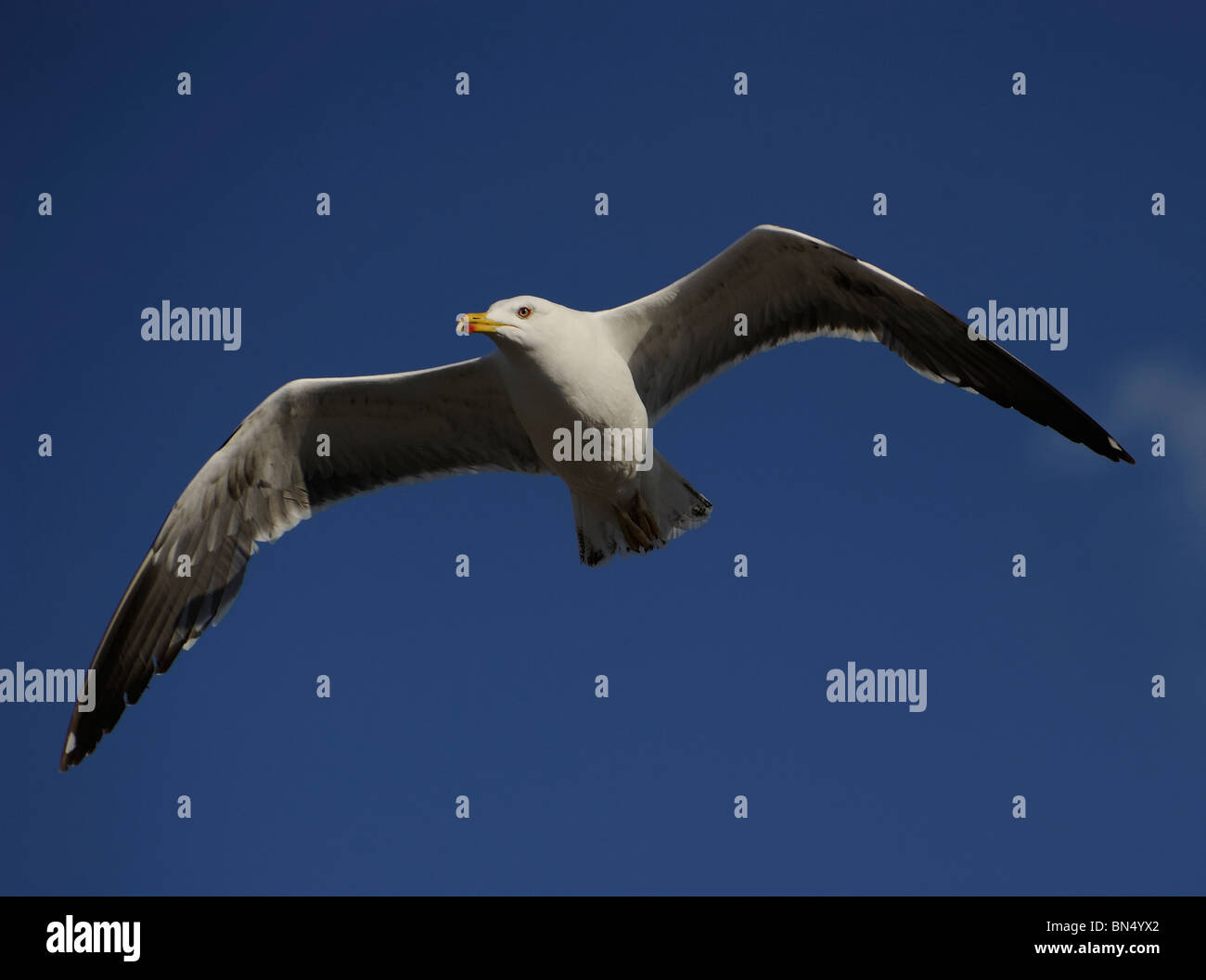 Geringerem Black-backed Gull (Larus Fuscus) Segelfliegen in klaren, blauen Himmel Stockfoto